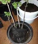 racines de groseilliers de la taille de fevrier, mis en pot, et rempoté dans u pot plus grand.<br />A la maison il faisait trop chaud les feuilles jaunissaient, dehors il va bien