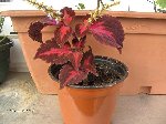 plante 018.jpg
