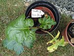 plante inconnue.jpg