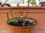 plante 019.jpg