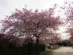 IMG_0499.JPG