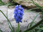 IMG_0497.JPG