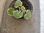 plante 021.jpg