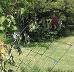 monillia-8.JPG
