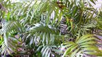 plante red.jpg