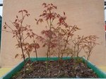 DSC01874.JPG