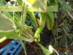 DSCN2672.JPG