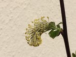 IMG_1160_1.jpg