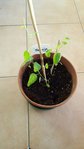 Maracuja 21.02.16 -1.jpg