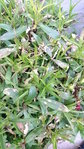 DSC_1114.JPG