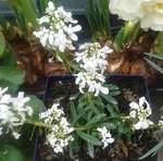 Fleurs blanches.jpg