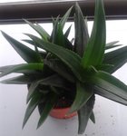 Succulente.jpg