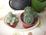 Cactus.jpg