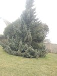 abies1.jpg