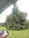 abies.jpg