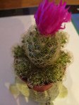 cactus 1.JPG