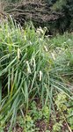 Herbe zone sauvage.jpg