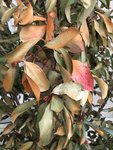 IMG_6401a.jpg