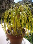 plante 1.jpg