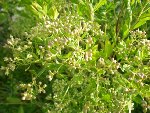 Photo n°2 Macro