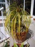 plante 3.jpg