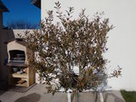 Olivier feuilles marrons qui tombent