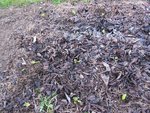 Les plants une fois plantés.<br />Ils sont à peine visibles.