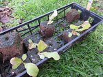 Voici les plants que j'ai comme d'habitude semé en motte.<br />Ceci ont été fait il y a un mois.