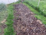 Voici la planche d'un peu plus de 3 mètres de long,qui accueillera une grande partie des salades cette année.<br />Avant de planter,j'ai dégagé un peu de paillage pour n'en laisser que 5 cm d'épaisseur environ.
