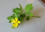 Chelidonium majus 30 S.jpg