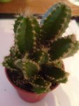 cactus 2.JPG