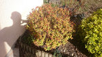 SPIRAEA japonica 'Firelight'