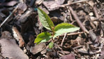 Plantule de  SPIRAEA ?