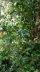 Sonchus - 28 SO.jpg