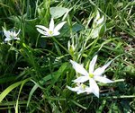 Sans feuilles - 28 O.jpg