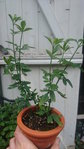 DSC_1139.JPG
