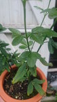 DSC_1141.JPG