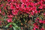 Fleurs (2).jpg
