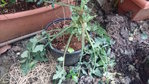 DSC_1147.JPG