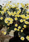 Marguerite - 30 C.jpg