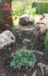 Clochettes rouges - 28 S.jpg
