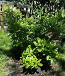 # Choisya ternata - 30 C.jpg