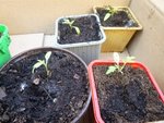 tomates2.jpg