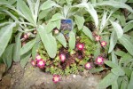 saxifrage ???