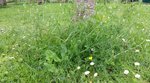 Fleurs blanches - 28 SO.jpg
