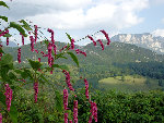 IdentifEpiRose2171.jpg