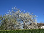 ......... les variétés de cerisiers les plus précoces sont en pleine floraison!