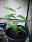 Plante01.jpg