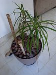 DSC05858.JPG