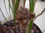 DSC05861.JPG